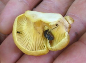 A chanterelle, with roly-poly