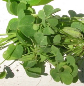 Wood sorrel from my yard