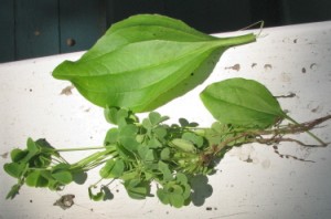 Plantain (top) and wood sorrel