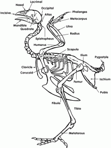 Diagram of chicken skeleton